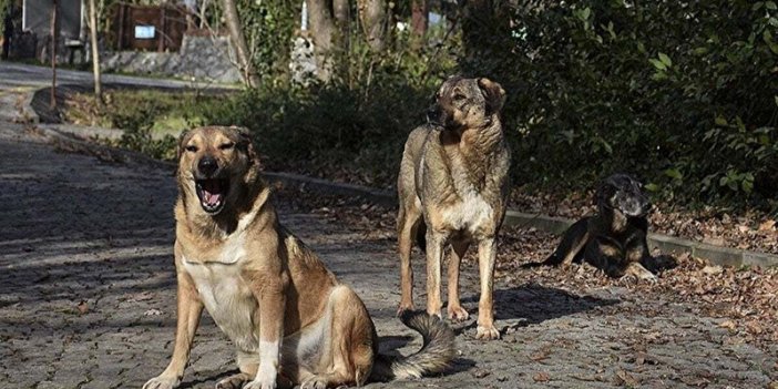 Konya'da belediye köpekleri topluyor! "Sizin sağlığınız için..."