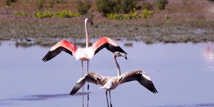 Havalar soğuyor! Konya'da yavru flamingolar hazır!