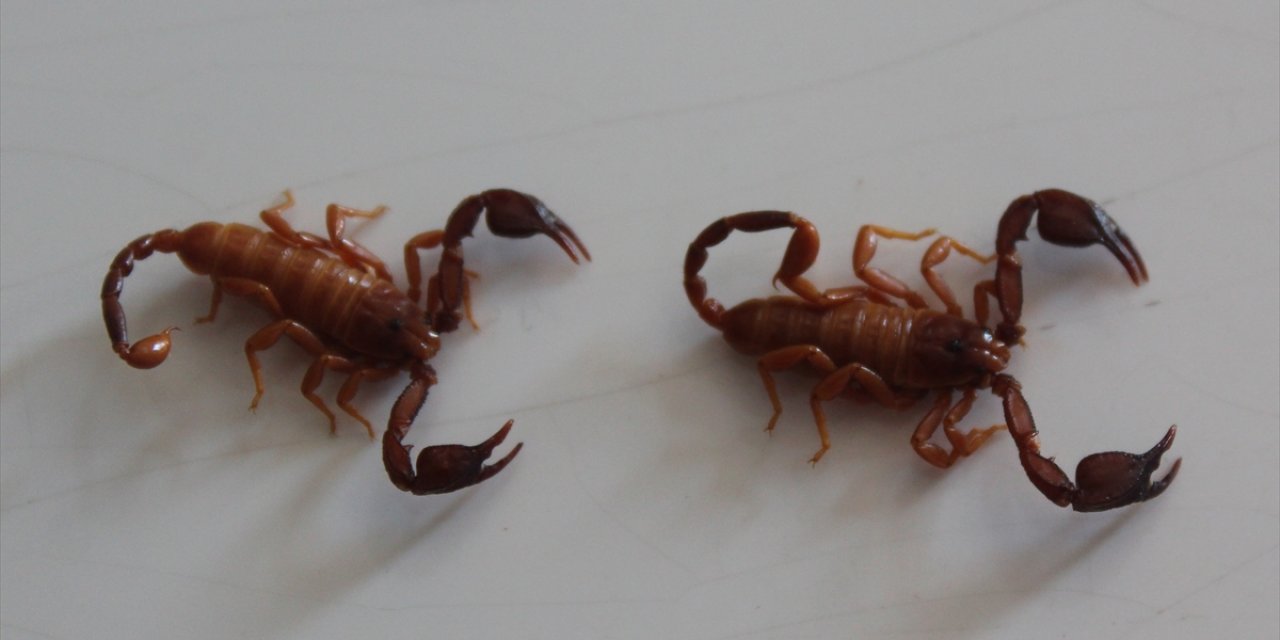 Konya'da yeni akrep türü keşfedildi