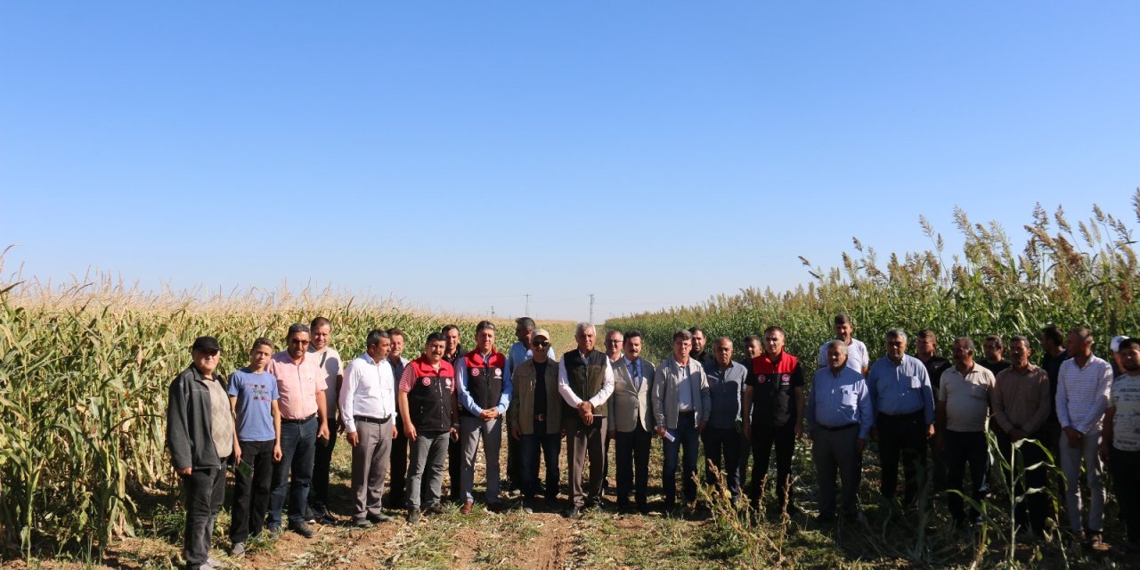 Altınekin’de silajlık sorgum sudan otu üretimi artacak