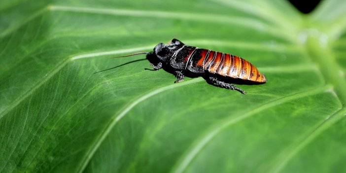 Konya'ya sadece onun için geliyorlar!