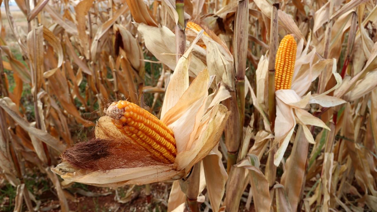 "Çiftçi bir kez daha ezildi"