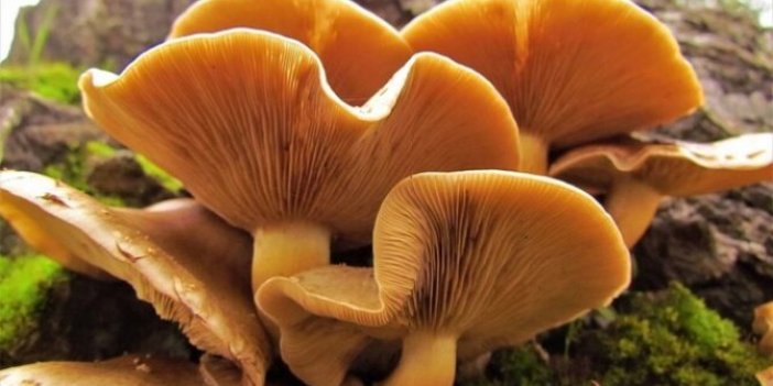 Konya'da iki kız çocuğu yedikleri mantardan zehirlendi: Birisi hayatını kaybetti