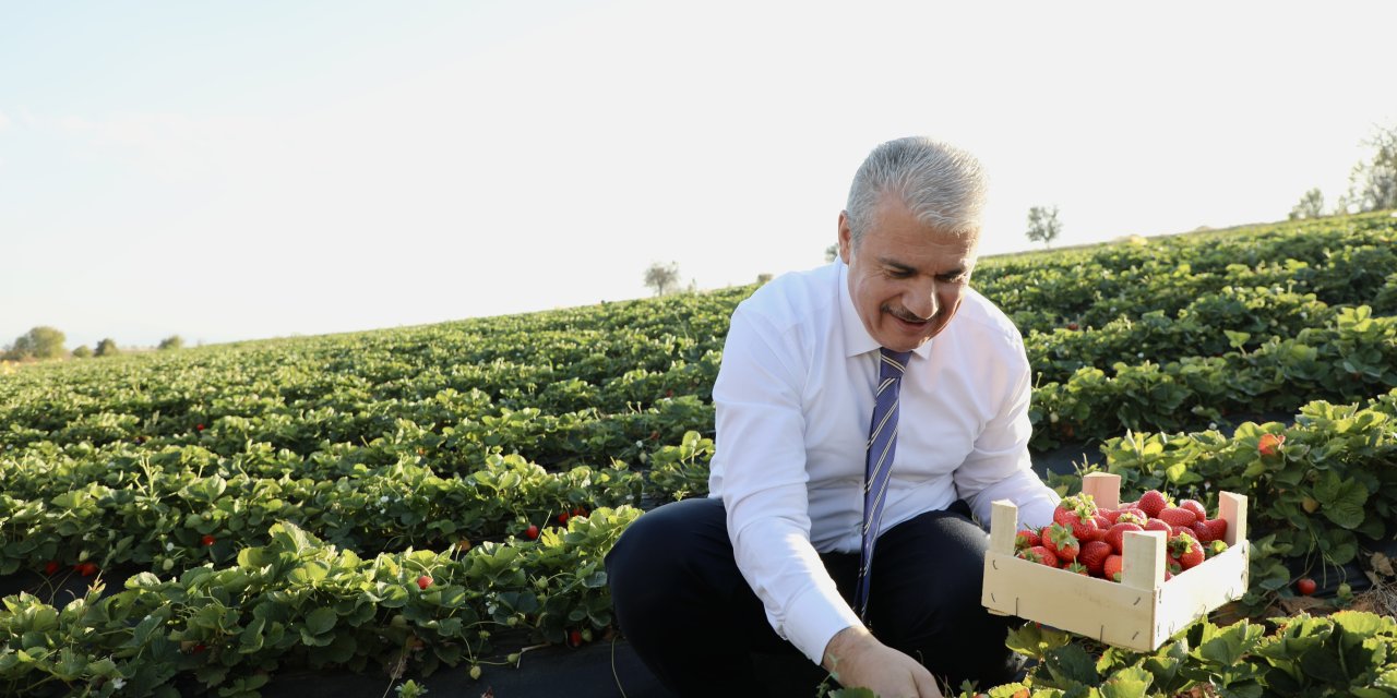 Vali Akın, Hüyük’te çiftçilerle çilek hasadına katıldı