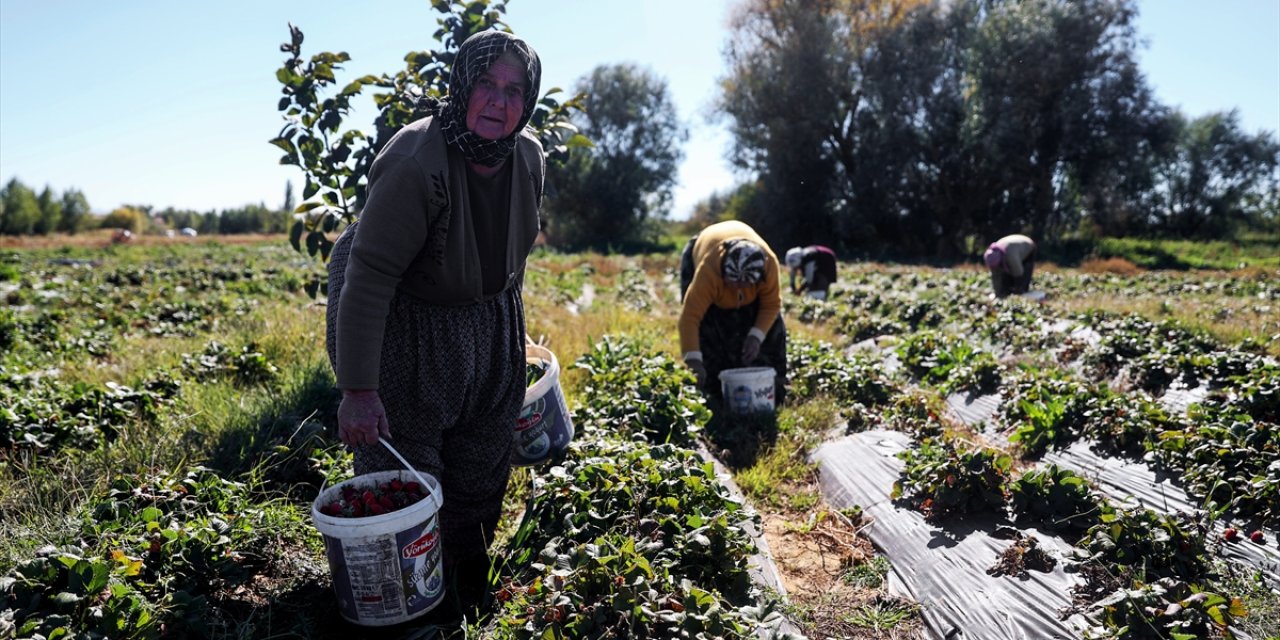 Hüyük Çileği hasadında üreticiler kış öncesi zamanla yarışıyor