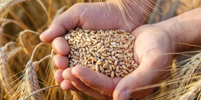 Konya Ticaret Borsası yayınladı: Konya'da bugün hububat fiyatları (Arpa buğday...)