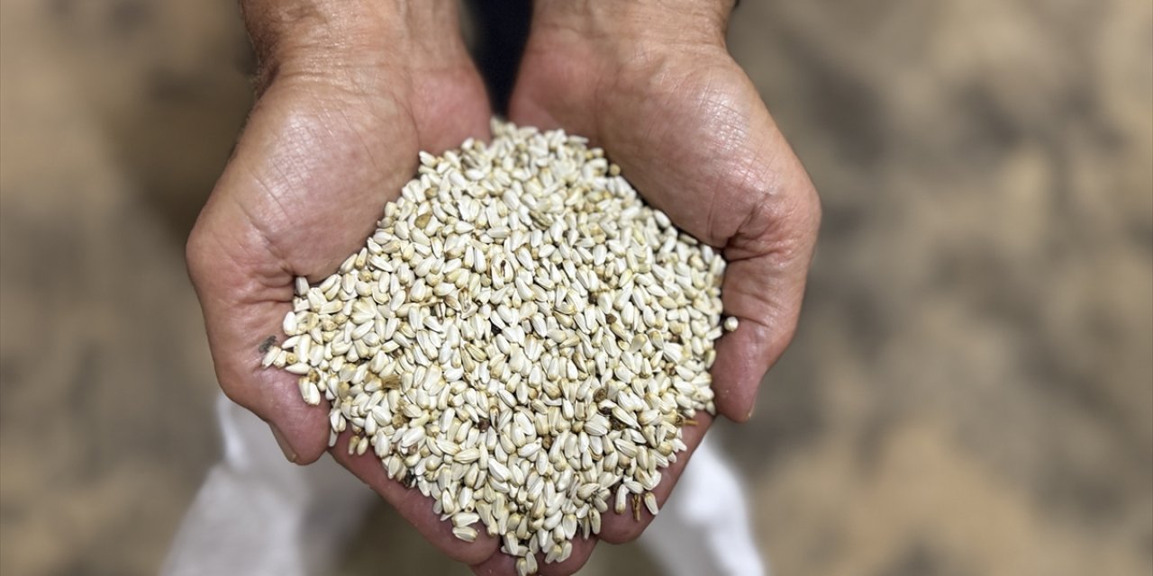 Konya'da da yetiştirilen bu ürünü kuraklık değerini artırdı