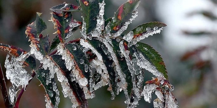 Konya'da hava nasıl olacak? Zirai don uyarısı var