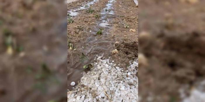 Konya'da aniden bastıran yağmur ekili alanlara zarar verdi