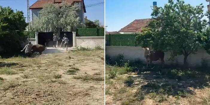 Konya'da Boğa Kurban Sahibini Yerde Sürükledi